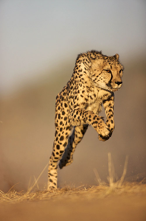 Cheetah Kingdom - Filmfotos