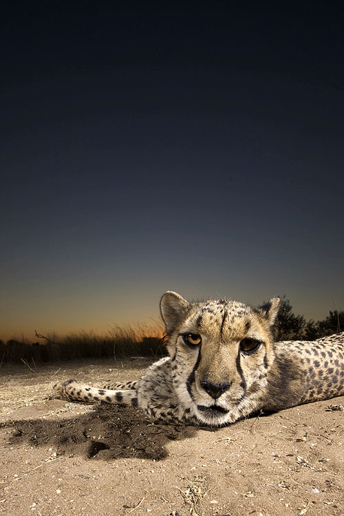Cheetah Kingdom - Photos