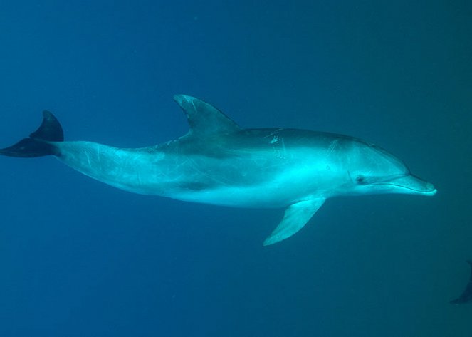 Dolphins: Beauty Before Brains? - Z filmu