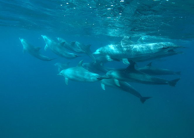 Delfíni: Inteligence pokořená krásou? - Z filmu