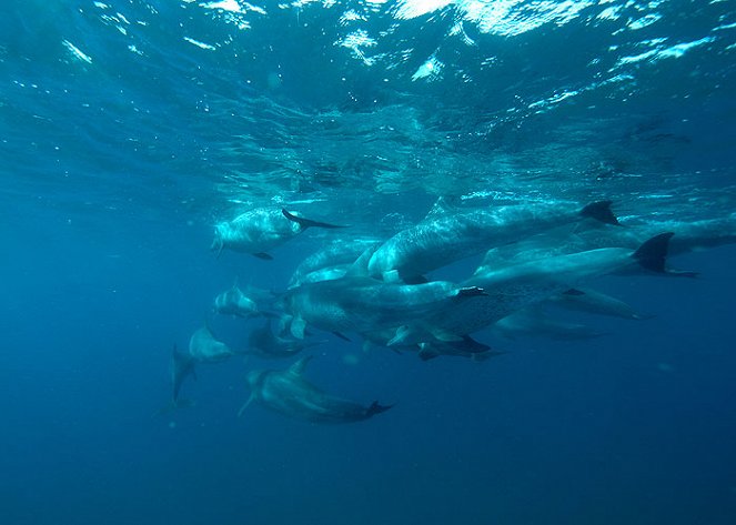 Dolphins: Beauty Before Brains? - Filmfotos