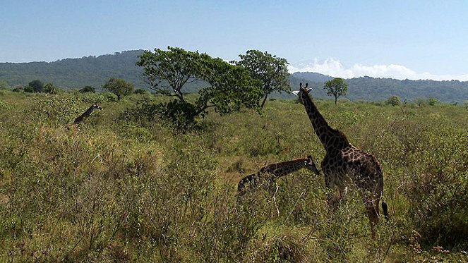 Discoveries: Africa - Filmfotók