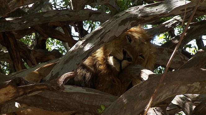 Discoveries: Africa - Van film