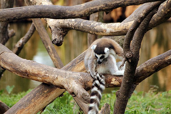 Trouble in Lemur Land - Do filme