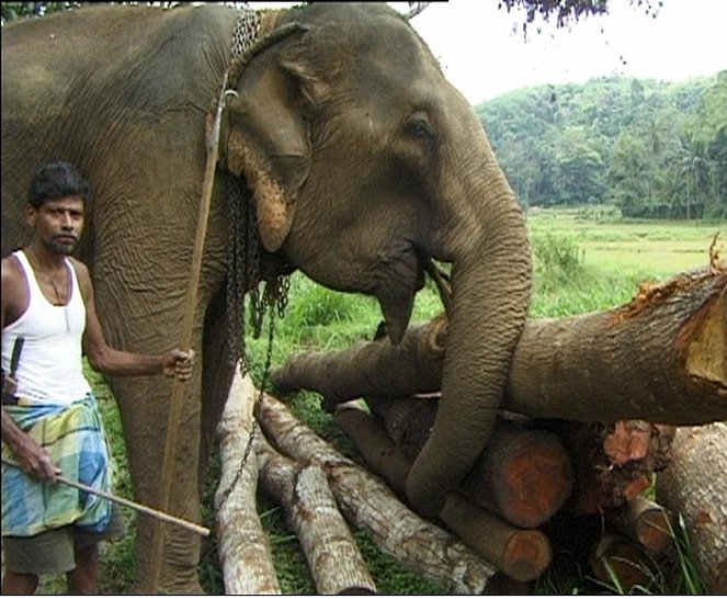 Sloni žijí do sta let - De la película