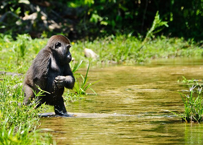 Gorily mezi Prahou a Afrikou - Kuvat elokuvasta