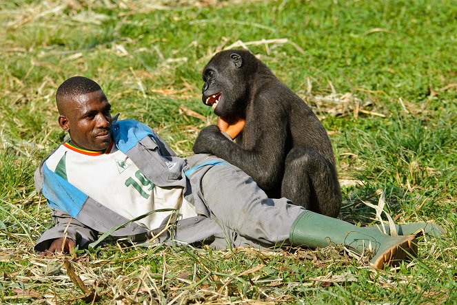 Gorily mezi Prahou a Afrikou - De la película