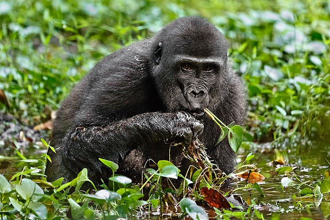 Gorily mezi Prahou a Afrikou - Z filmu