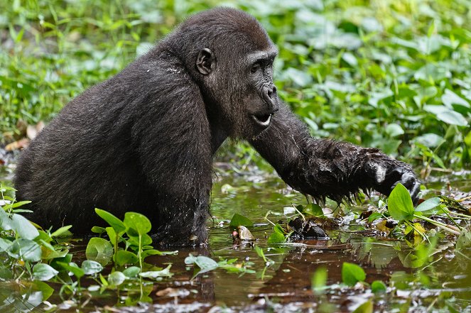 Gorily mezi Prahou a Afrikou - Van film
