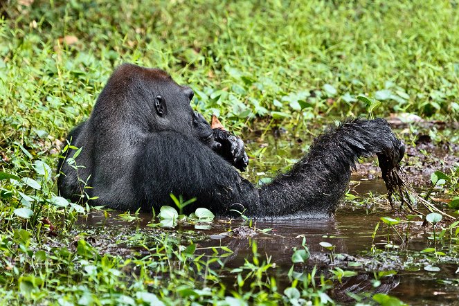 Gorily mezi Prahou a Afrikou - Filmfotók
