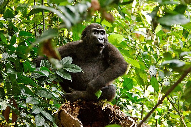 Gorily mezi Prahou a Afrikou - Filmfotos