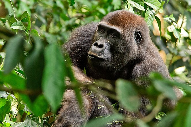 Gorily mezi Prahou a Afrikou - De la película