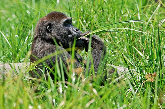 Gorily mezi Prahou a Afrikou - Photos