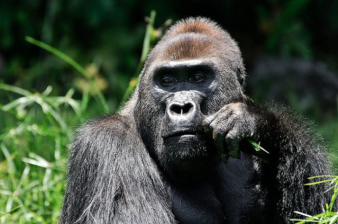 Gorily mezi Prahou a Afrikou - Van film