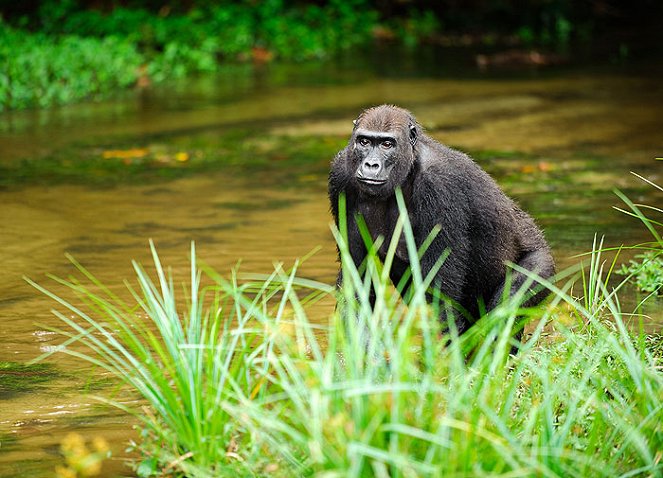 Gorily mezi Prahou a Afrikou - Film