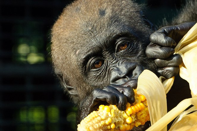Gorily mezi Prahou a Afrikou - Kuvat elokuvasta
