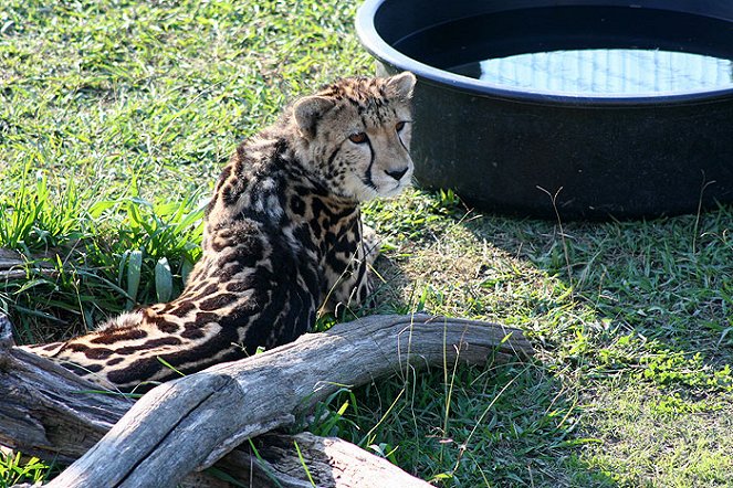 Cheetah Diaries - Photos