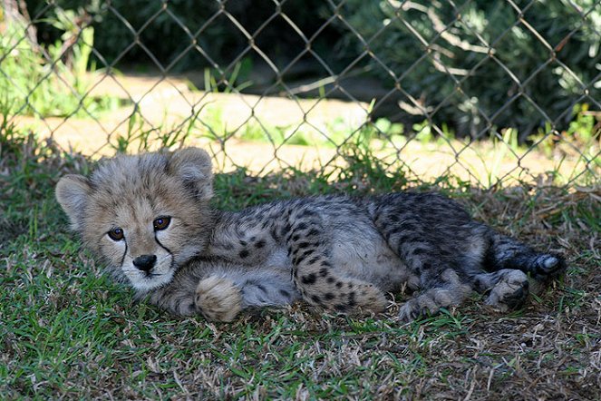 Cheetah Diaries - Photos