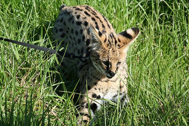 Cheetah Diaries - Kuvat elokuvasta