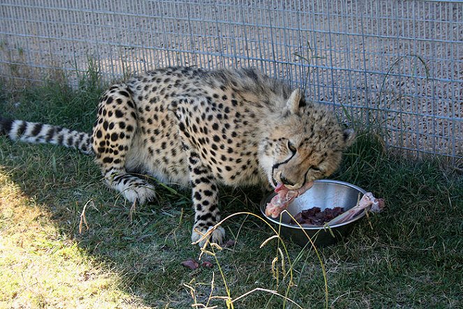 Cheetah Diaries - Photos