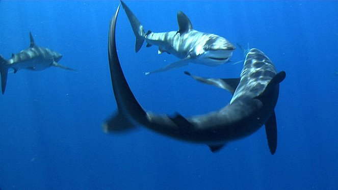 Muži stopující žraloky - Z filmu