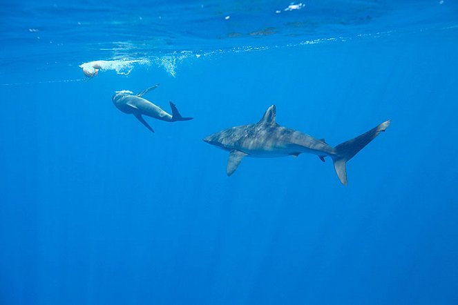 Shark Men – Die Haiforscher - Filmfotos