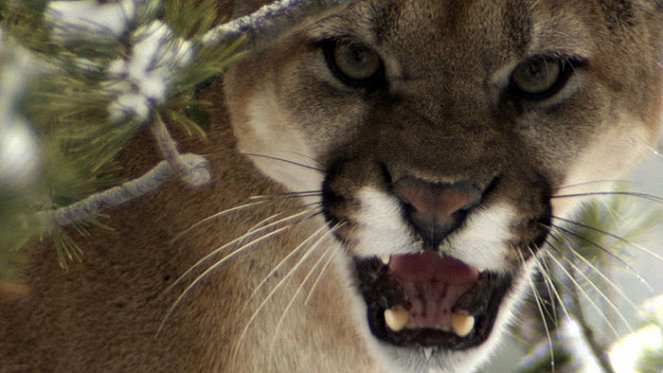 Das Leben des Puma - Filmfotos