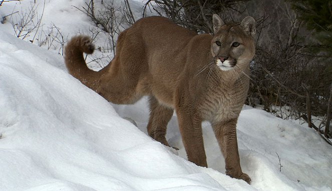 American Cougar - Kuvat elokuvasta