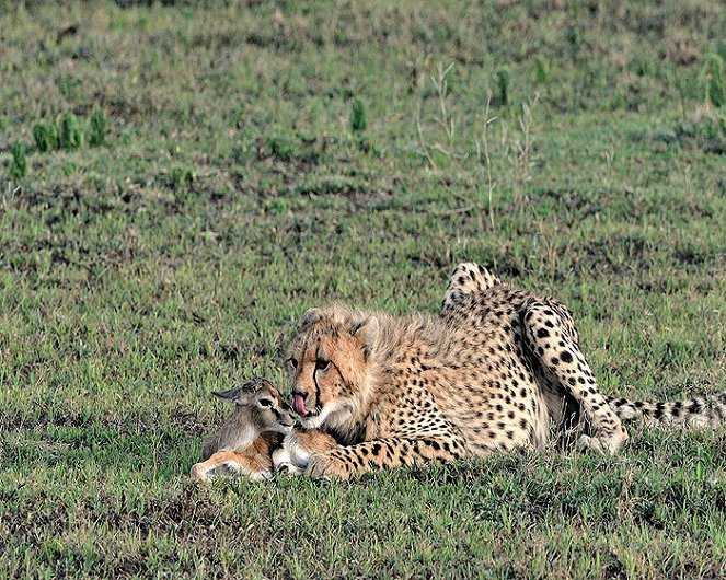 Wildtiere vor der Kamera - Filmfotos