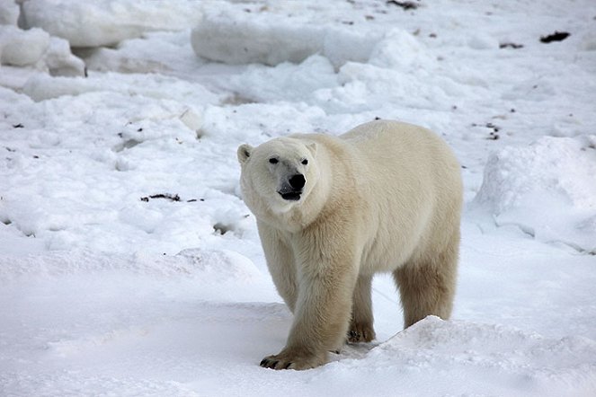 To the Arctic 3D - Do filme