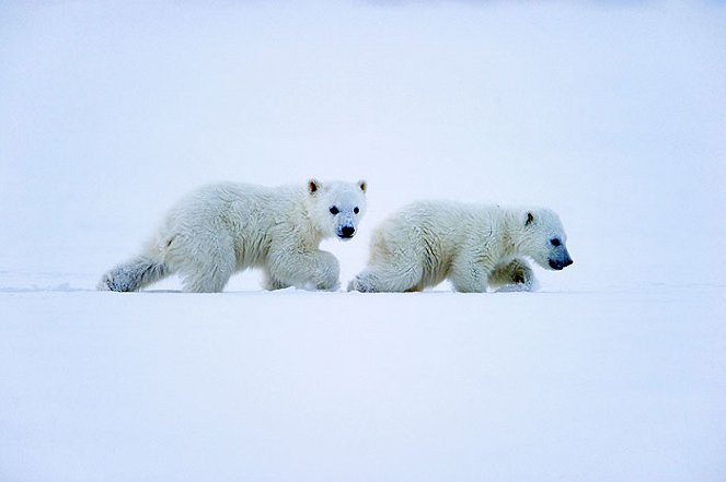 To the Arctic 3D - Do filme