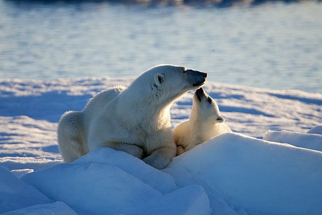 To the Arctic 3D - Do filme