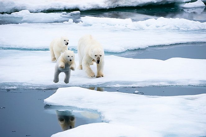 To the Arctic 3D - Do filme