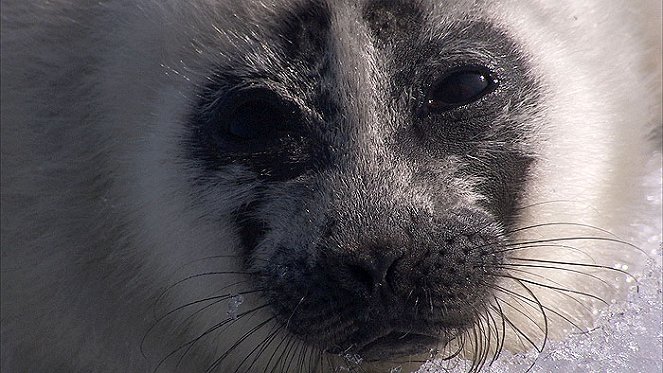 Wild Russia - De la película