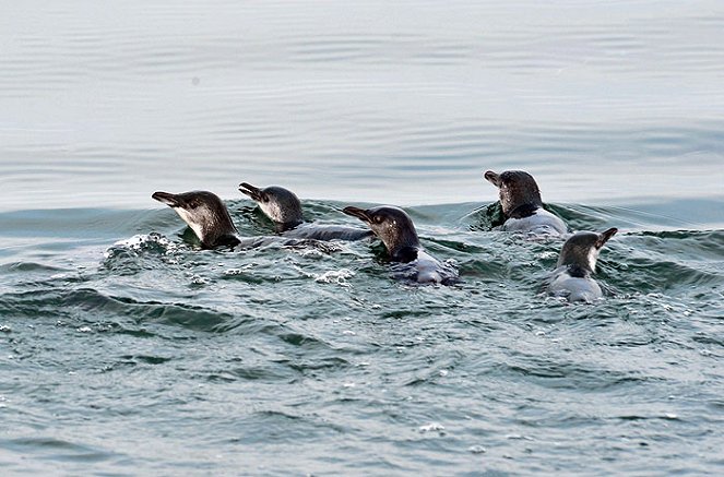 Penguin Island - Filmfotók