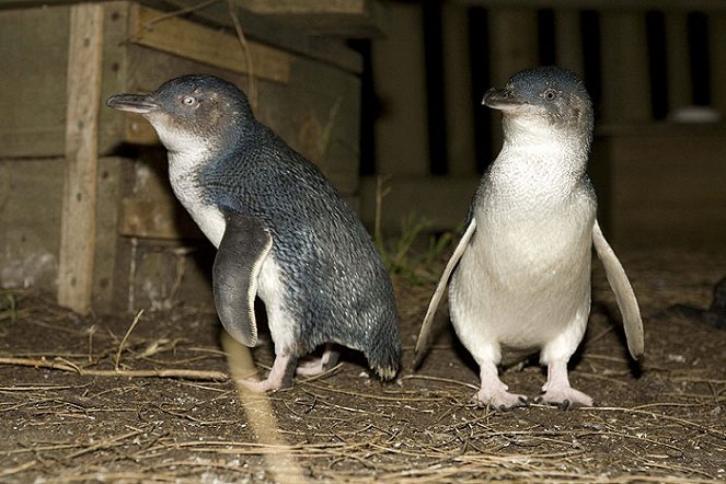 Penguin Island - Filmfotos