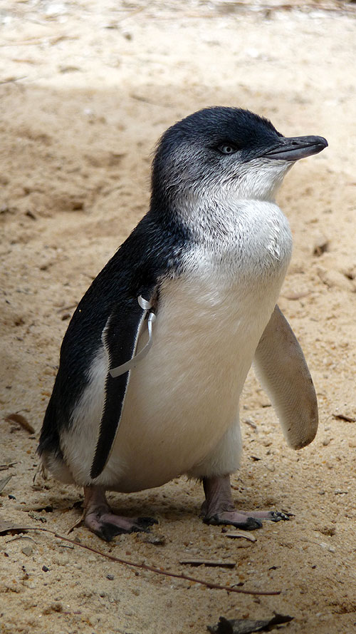 Penguin Island - Filmfotos