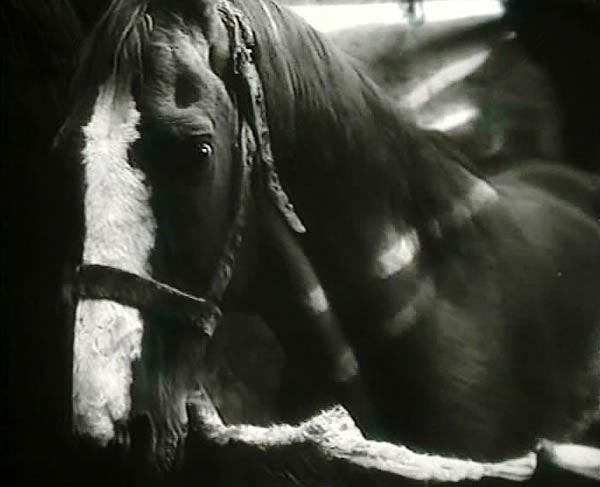 Starik i koň - Z filmu