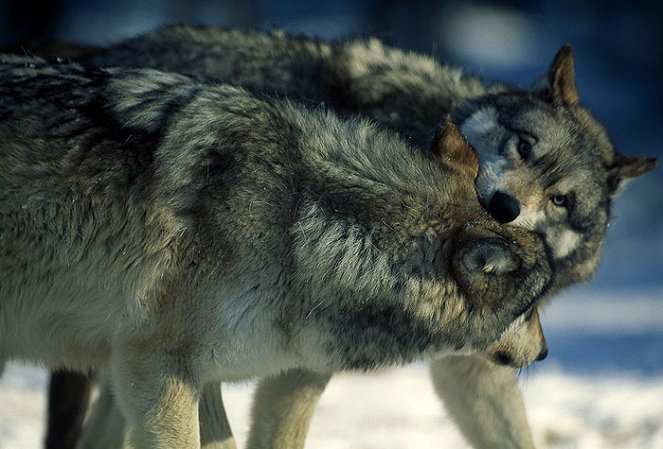 Údolí vlků - Z filmu