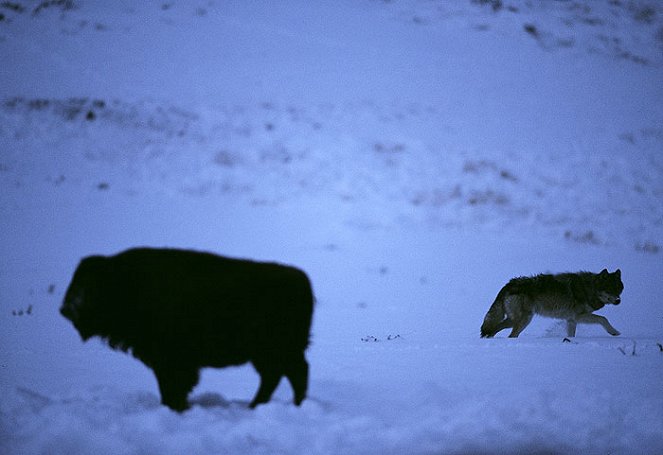 Farkasok völgye - Filmfotók