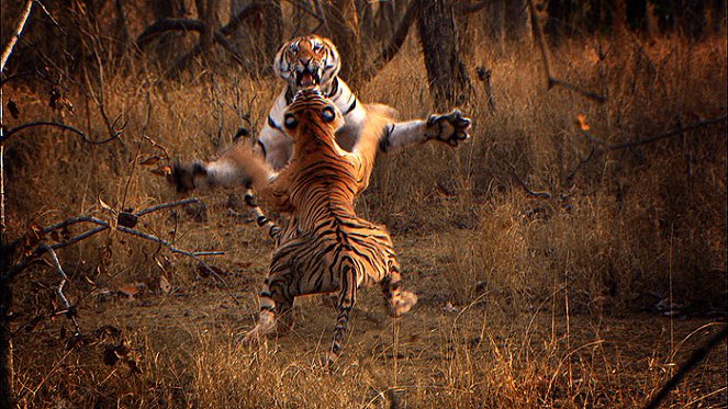 Ausspioniert - Das Leben der Tiger - Filmfotos