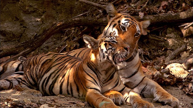 Ausspioniert - Das Leben der Tiger - Filmfotos