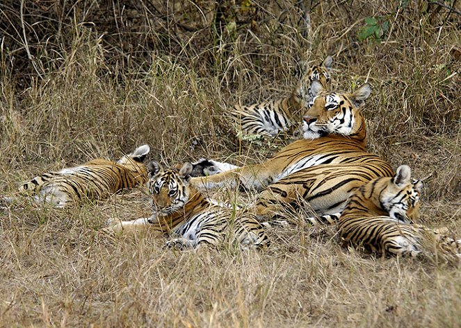 Tiger: Spy in the Jungle - Filmfotók
