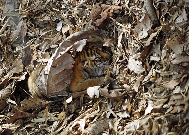 Tiger: Spy in the Jungle - Film