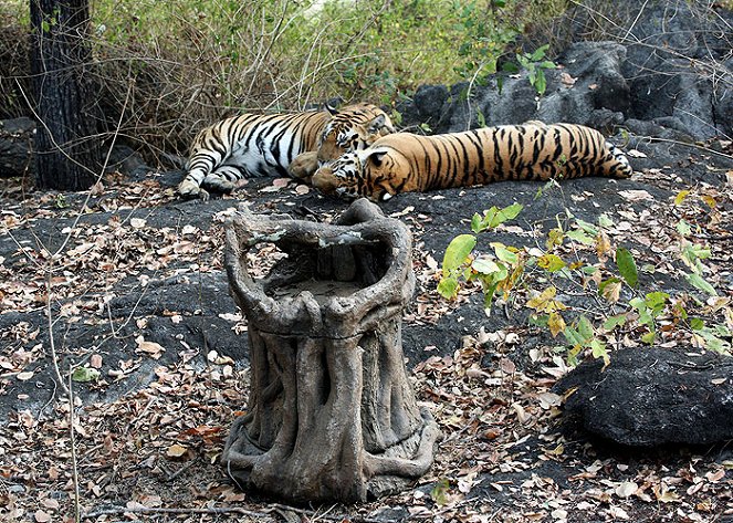 Tiger: Spy in the Jungle - De la película