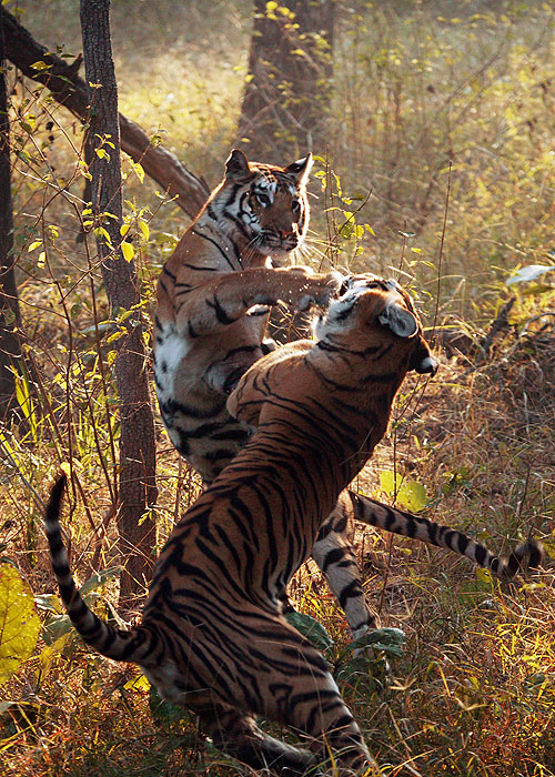 Tiger: Spy in the Jungle - Do filme