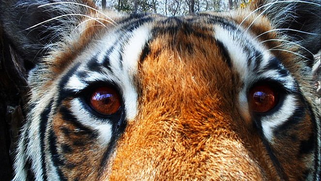 Tygr - špionáž v džungli - Z filmu
