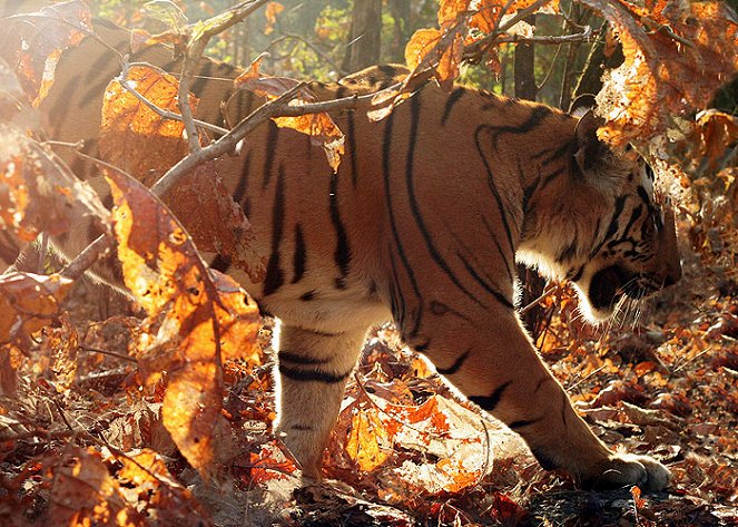 Tiger: Spy in the Jungle - De filmes
