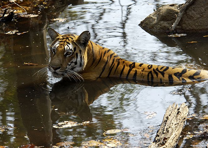 Tiger: Spy in the Jungle - Filmfotók