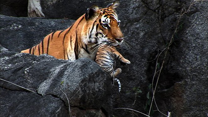 Tiger: Spy in the Jungle - Film